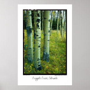 Bosque de Aspen, angra do aleijado, poster de