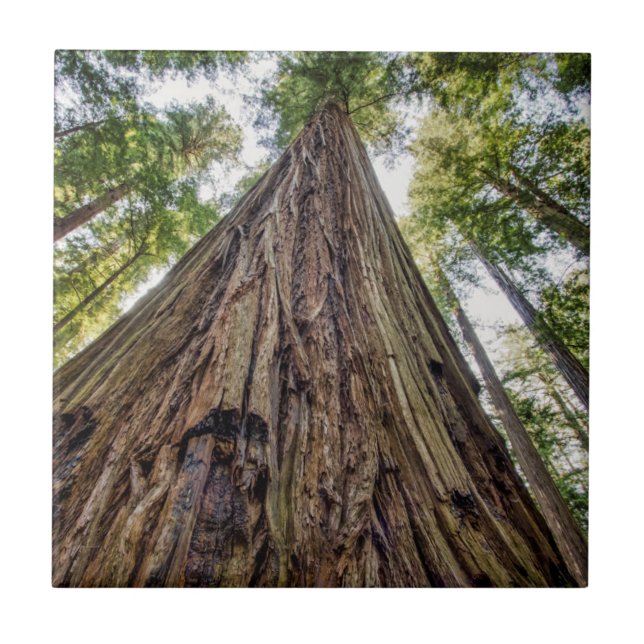 Bosque de Roosevelt (Frente)