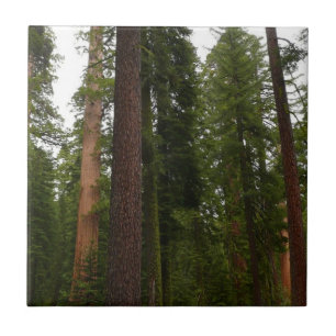 Bosque Mariposa no Parque Nacional de Yosemite