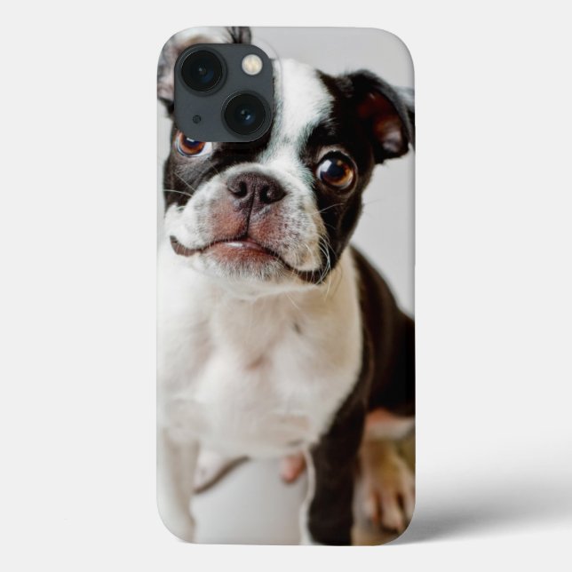 Boston Terrier (Verso)