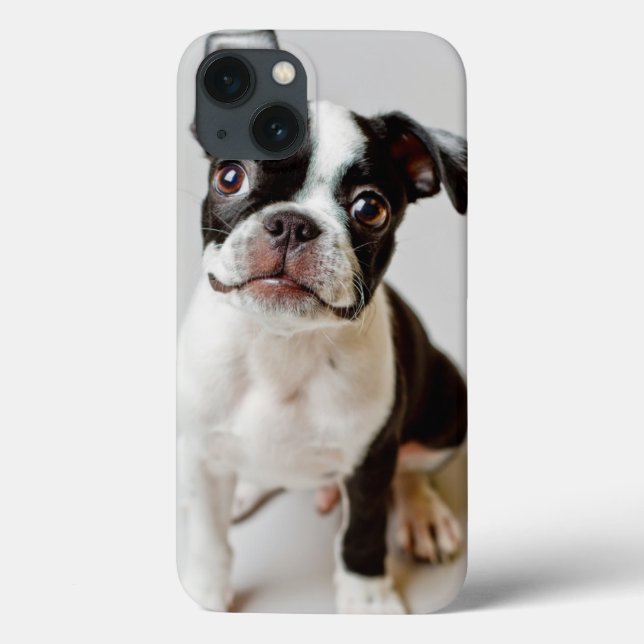 Boston Terrier (Verso)