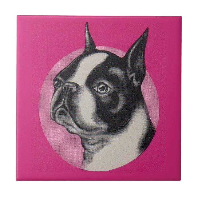 Boston terrier (Frente)