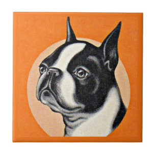 Boston terrier