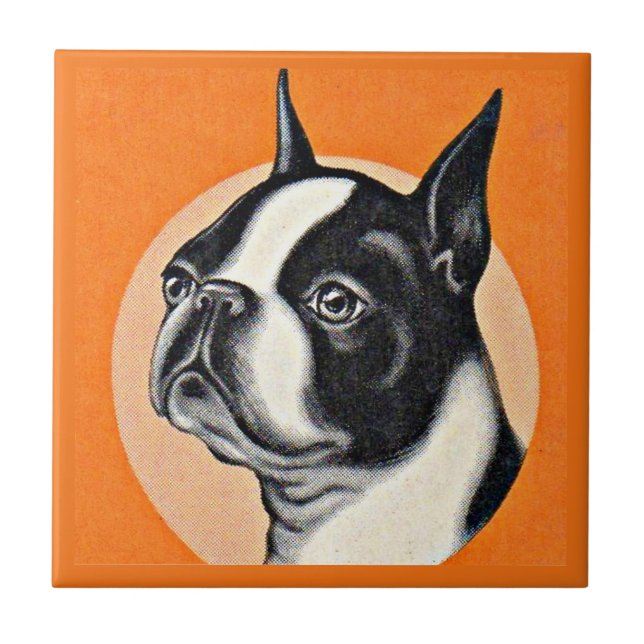Boston terrier (Frente)
