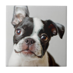 Boston Terrier