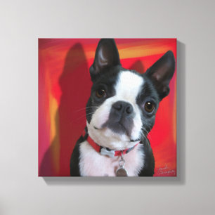 Boston Terrier 12x12 canvas estendida