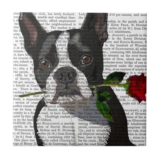 Boston Terrier com Rosa em Boca (Frente)