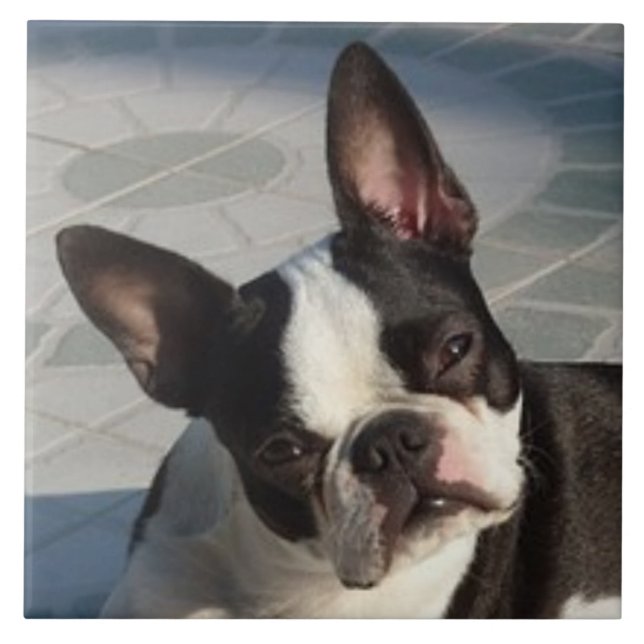 BOSTON TERRIER DOG, Pet Love, melhor amigo (Frente)