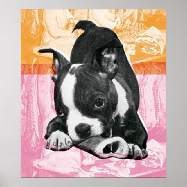 Boston Terrier - poster (Frente)