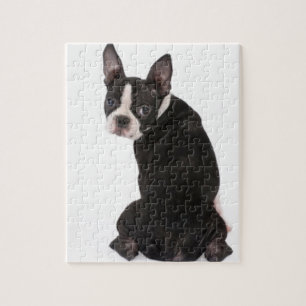 Boston Terrier que olha o quebra-cabeça com caixa