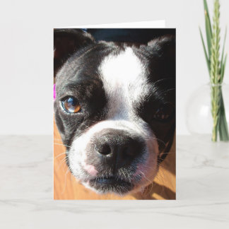 Boston Terrier que PENSA DE VOCÊ cartão