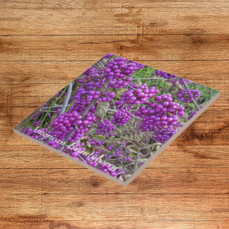 Botânica de Beautyberry americana púrpura