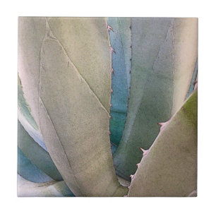 Botânica Sudoeste do Deserto