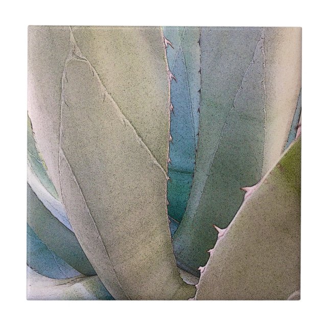 Botânica Sudoeste do Deserto (Frente)