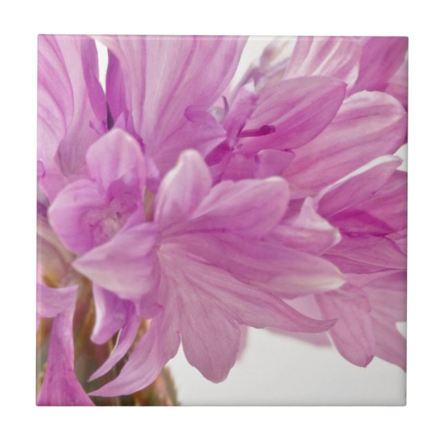 Botão Batchelor (Frente)