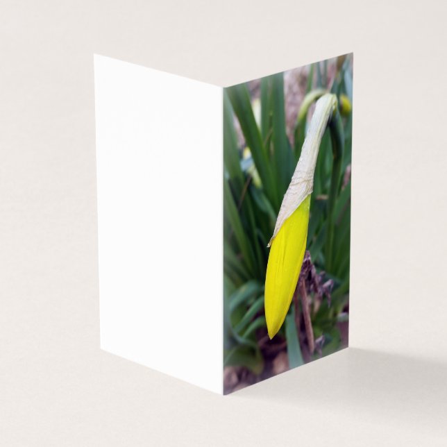 botão crocus amarelo (Exterior)