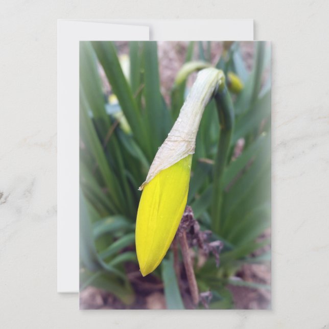 botão crocus amarelo (Frente)