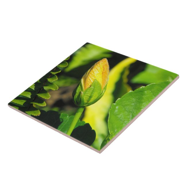 Botão de Flor de Hibisco (Lateral)