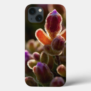 Botão de Flor Suculenta Colorida Iluminada Com Aro