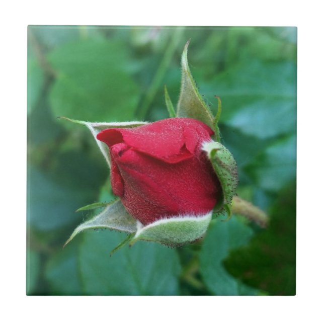 botão de rosa vermelho (Frente)