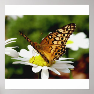 BOTÃO EM UM Poster DAISY