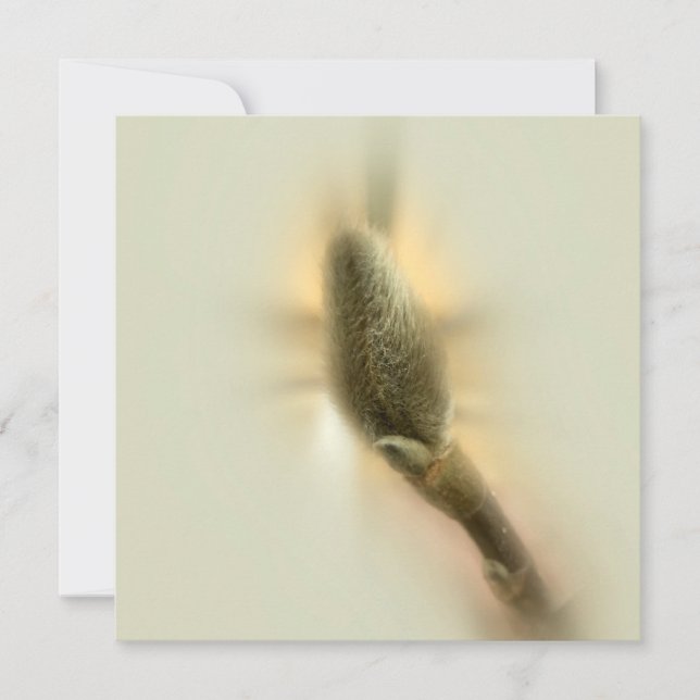 botão magnólia (Frente)