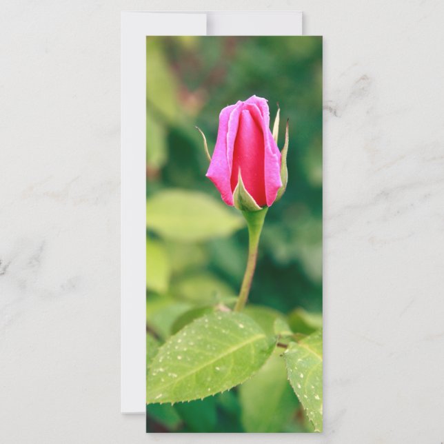 Botão rosa rosa rosa rosa (Frente)