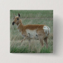 Bóton Quadrado 5.08cm A31 Pronghorn Antelope Doe