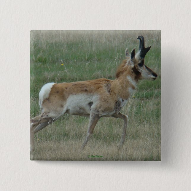 Bóton Quadrado 5.08cm A32 Pronghorn Antelope Buck (Frente)