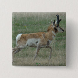 Bóton Quadrado 5.08cm A32 Pronghorn Antelope Buck