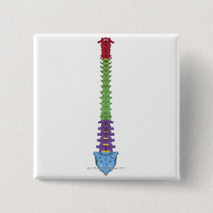 Bóton Quadrado 5.08cm A coluna vertebral 2