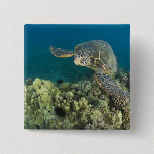 Bóton Quadrado 5.08cm A Tartaruga Marinha Verde, (Chelonia mydas), é a 2