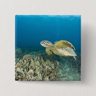 Bóton Quadrado 5.08cm A Tartaruga Marinha Verde, (Chelonia mydas), é a 3