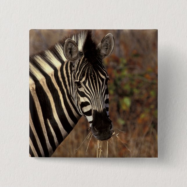 Bóton Quadrado 5.08cm África, África do Sul, retrato Kruger NP Zebra (Frente)