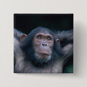 Bóton Quadrado 5.08cm África, África Oriental, Tanzânia, Parque Nacional