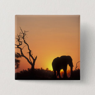 Bóton Quadrado 5.08cm África, Botsuana, Parque Nacional Chobe, Cenário