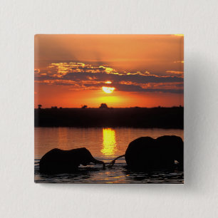 Bóton Quadrado 5.08cm África, Botsuana, Parque Nacional Chobe, Manada