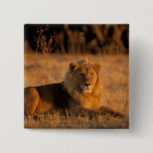 Bóton Quadrado 5.08cm África, Botswana, Okavango Delta. Leão (Panthera