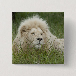 Bóton Quadrado 5.08cm África do Sul, Londres Oriental, Privada Inkwenkwe