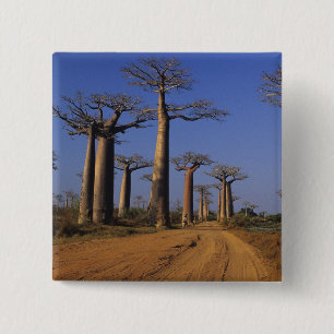 Bóton Quadrado 5.08cm África, Madagascar, Morondava, Avenida Baobab.