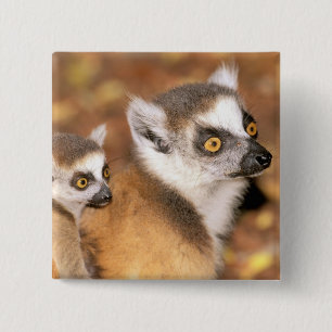 Bóton Quadrado 5.08cm África, Madagáscar, Reserva Privada de Berília.