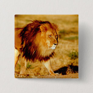 Bóton Quadrado 5.08cm África, Namíbia, Okonjima. Leão solitário.