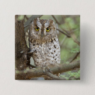 Bóton Quadrado 5.08cm África. Tanzânia. Coruja de Scops do africano em