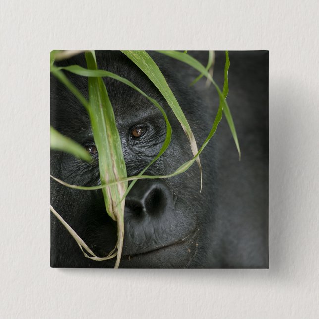 Bóton Quadrado 5.08cm África, Uganda, Bwindi (Frente)