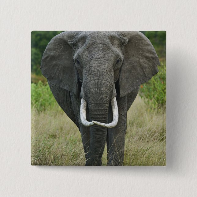 Bóton Quadrado 5.08cm African Elephantna loxodonta, Masai Mara Game (Frente)