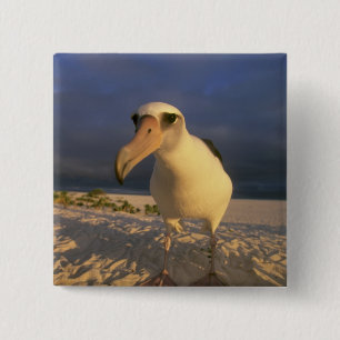 Bóton Quadrado 5.08cm Albatroz-de-laysan, Diomedea immutabilis),