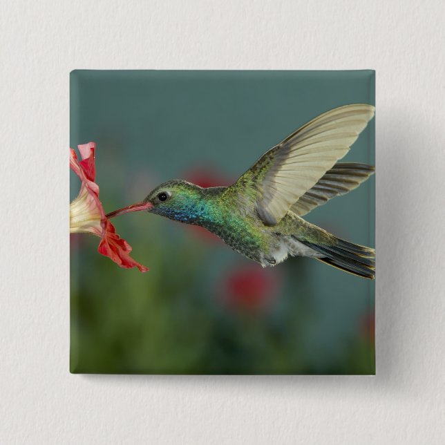 Bóton Quadrado 5.08cm alimentação masculina com Petunia, Madera Canyon,  (Frente)