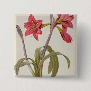 Bóton Quadrado 5.08cm Amaryllis Brasiliensis