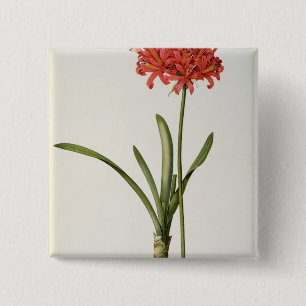 Bóton Quadrado 5.08cm Amaryllis Curvifolia, 1809, do ` Les