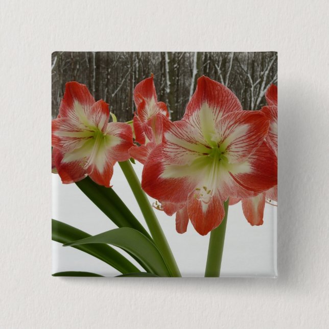 Bóton Quadrado 5.08cm Amaryllis no Feriado Vermelho de Neve Floral de in (Frente)
